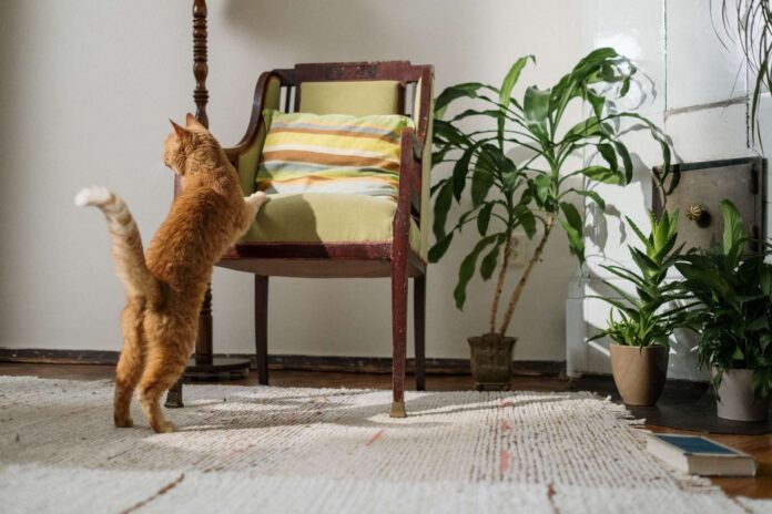 Cat-Friendly Home Design: How to Protect Furniture From Scratches Cat-Friendly Home Design: How to Protect Furniture From Scratches